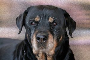 rottweiler-dog